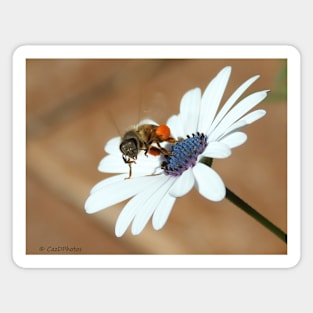 honey bee on daisy Magnet